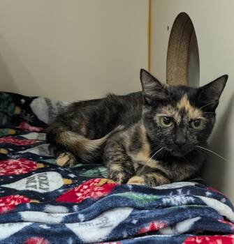 Jessica -  Domestic Short Hair Cat for Adoption in Little Rock, Arkansas - Jessica | PetCurious