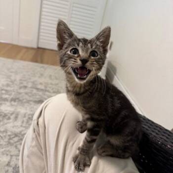 Casanova - Chow Hound Northland -  Domestic Short Hair Cat for Adoption in Grand Rapids, Michigan - Casanova - Chow Hound Northland | PetCurious