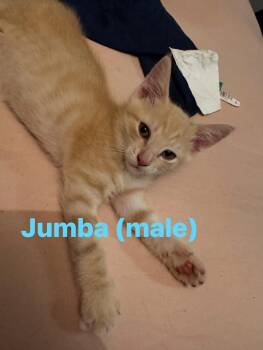 Jumba -  Domestic Short Hair Cat for Adoption in Cowlesville, New York - Jumba | PetCurious
