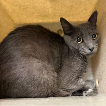 Bramble -  Domestic Short Hair Cat for Adoption in Cheyenne, Wyoming - Bramble | PetCurious