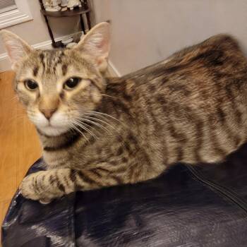 Domestic Short Hair Cats Available for Adoption - Autumn | PetCurious