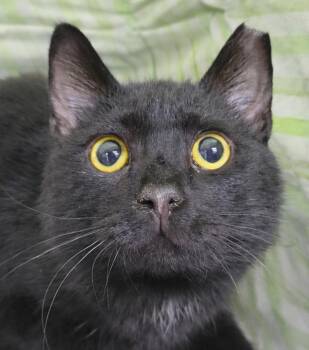 Domestic Short Hair Cats Available for Adoption - Paper Clip | PetCurious