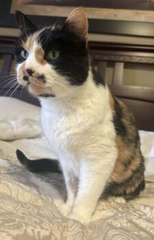 Domestic Short Hair Cats Available for Adoption - Destiny | PetCurious