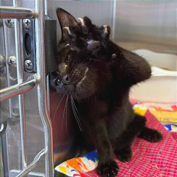 MiMi -  Domestic Medium Hair Cat for Adoption in Hannibal, Missouri - MiMi | PetCurious