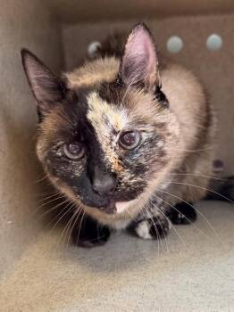 Siamese and Domestic Short Hair Cats Available for Adoption in Santa Cruz, California - DIVA | PetCurious