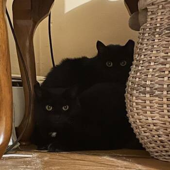 Athena (bonded with Artemis) -  Domestic Short Hair Cat for Adoption in Fitchburg, Massachusetts - Athena (bonded With Artemis) | PetCurious