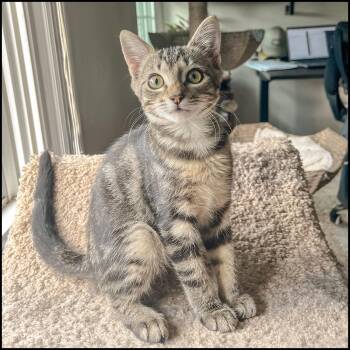 Rescue Domestic Short Hair and Tabby Cats for Adoption in Roswell, Georgia - Sprocket | PetCurious
