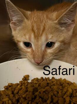 Safari -  Domestic Short Hair Cat for Adoption in Princeton, Indiana - Safari | PetCurious