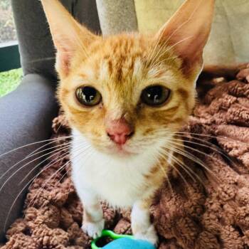 Sunny (COH-A-67736) -  Domestic Short Hair Cat for Adoption in Volcano, Hawaii - Sunny (COH-A-67736) | PetCurious