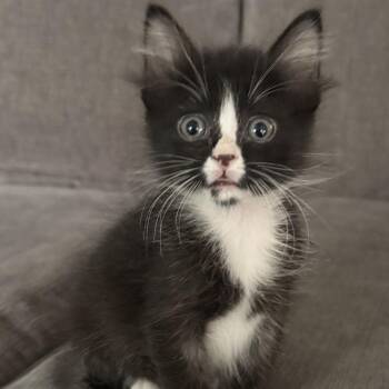 Ringo -  Domestic Short Hair Cat for Adoption in Houston, Texas - Ringo | PetCurious