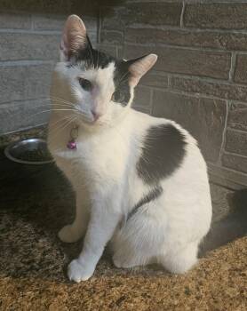Rescue Domestic Short Hair Cats for Adoption in Youngtown, Arizona - Dollie | PetCurious