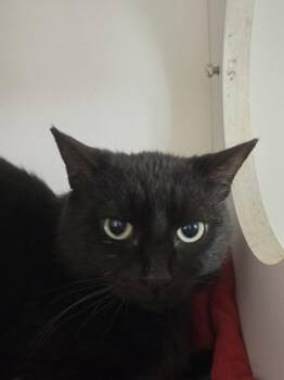 Nanna -  Domestic Short Hair Cat for Adoption in Savannah, Georgia - Nanna | PetCurious