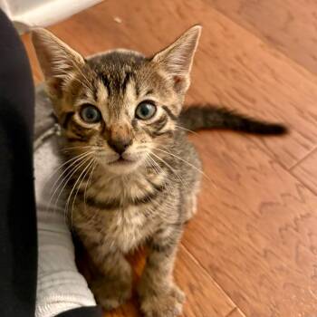 Billy Boss -  Domestic Short Hair Cat for Adoption in Bordentown, New Jersey - Billy Boss | PetCurious