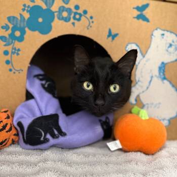 Rescue Domestic Short Hair Cats for Adoption in West Olive, Michigan - Puddins | PetCurious