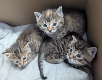 Imani -  Domestic Short Hair Cat for Adoption in Evansville, Indiana - Imani | PetCurious