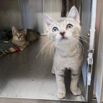 Vinson -  Domestic Short Hair Cat for Adoption in Spokane, Washington - Vinson | PetCurious