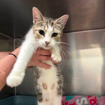 Stratus -  Domestic Short Hair Cat for Adoption in Richmond, Indiana - Stratus | PetCurious