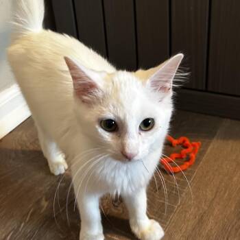 Kumo -  Domestic Medium Hair Cat for Adoption in Chattanooga, Tennessee - Kumo | PetCurious