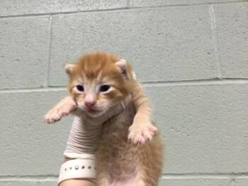 Domestic Short Hair Cats Available for Adoption - A1880287 | PetCurious