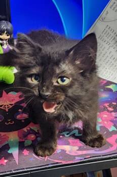 Hairy Styles -  Domestic Long Hair Cat for Adoption in Douglasville, Georgia - Hairy Styles | PetCurious