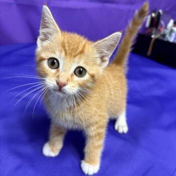Howard -  Domestic Short Hair Cat Available for Adoption in North Myrtle Beach, South Carolina - Howard | PetCurious