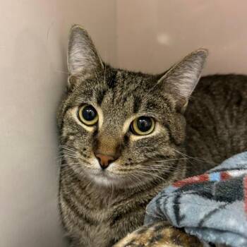 Hans -  Domestic Short Hair Cat for Adoption in Redwood City, California - Hans | PetCurious