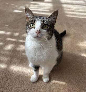 Rescue Domestic Short Hair Cats for Adoption in Mount Laurel Township, New Jersey - Felicity TCC | PetCurious