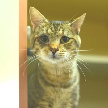 Sleepy -  Domestic Short Hair Cat for Adoption in Idaho Falls, Idaho - Sleepy | PetCurious