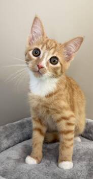 Domestic Short Hair Cats Available for Adoption in Elkins, West Virginia - Danny (Offsite At Fancy Paws) | PetCurious