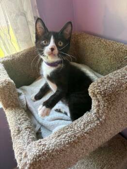 Corduroy -  Domestic Medium Hair Cat for Adoption in Newnan, Georgia - Corduroy | PetCurious