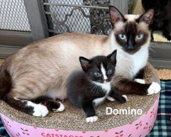 Domestic Short Hair Cats Available for Adoption in Fort Worth, Texas - Domino | PetCurious