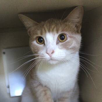 Donkey -  Domestic Short Hair Cat for Adoption in Gloucester, Virginia - Donkey | PetCurious