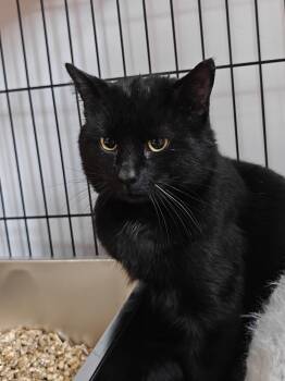 Domestic Short Hair Cats Available for Adoption - Shadow Bandit  | PetCurious