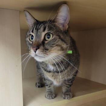 Lexi @PAWZ pet cafe -  Domestic Short Hair Cat for Adoption in Carmel, Indiana - Lexi @PAWZ Pet Cafe | PetCurious