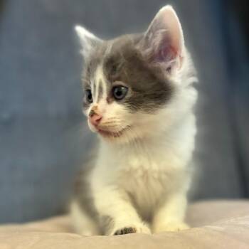 Phobos -  Domestic Short Hair Cat for Adoption in Long Beach, California - Phobos | PetCurious