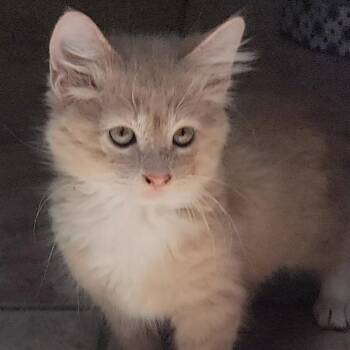 Scotty -  Domestic Short Hair Cat for Adoption in Titusville, Florida - Scotty | PetCurious