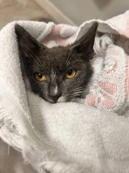 Domestic Short Hair Cats Available for Adoption in Tampa, Florida - Little Babe | PetCurious