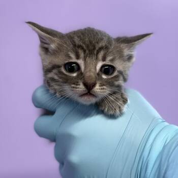 Domestic Short Hair Cats Available for Adoption in Redwood Valley, California - Sprinkle | PetCurious