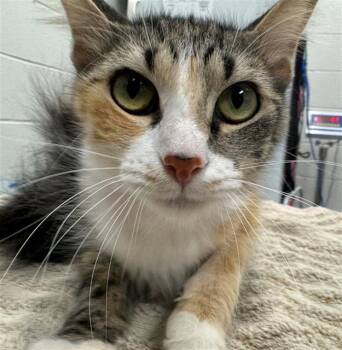 LAUFEY -  Domestic Long Hair Cat for Adoption in Peoria, Illinois - LAUFEY | PetCurious