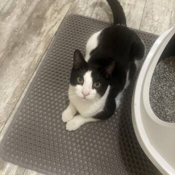 Domestic Short Hair Cats Available for Adoption in Hopkinton, Massachusetts - Meep | PetCurious