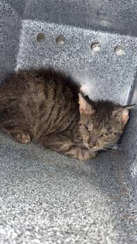 Olive Oil -  Domestic Short Hair Cat for Adoption in Daytona Beach, Florida - Olive Oil | PetCurious