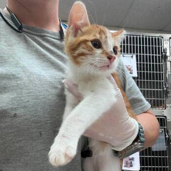 Cayenne 26-08-047 -  Domestic Short Hair Cat for Adoption in Bastrop, Texas - Cayenne 26-08-047 | PetCurious