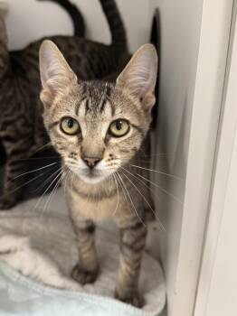 Flufflet -  Domestic Short Hair Cat for Adoption in INDN HBR BCH, Florida - Flufflet | PetCurious