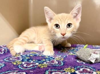 Angus -  Domestic Short Hair Cat for Adoption in Topeka, Kansas - Angus | PetCurious