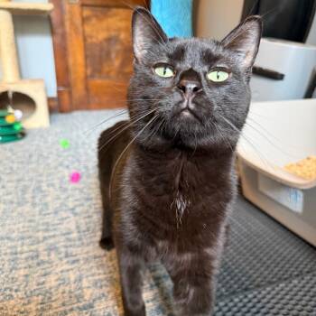 Domestic Short Hair Cats Available for Adoption in Gibsonia, Pennsylvania - Draco | PetCurious