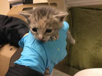 Domestic Short Hair Cats Available for Adoption in Riverside, California - A1909623 | PetCurious