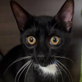 Stanley -  Domestic Short Hair Cat for Adoption in Buffalo, New York - Stanley | PetCurious