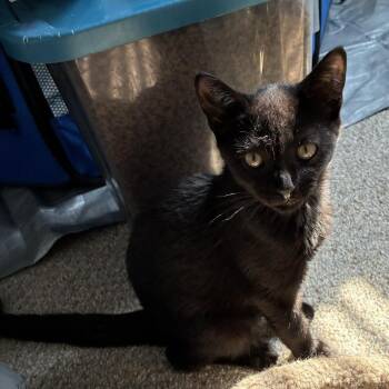Bombay -  Domestic Short Hair Cat for Adoption in Bel Air, Maryland - Bombay | PetCurious