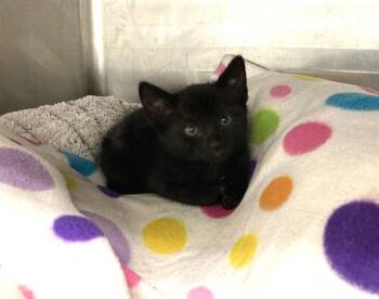 YETI -  Domestic Short Hair Cat for Adoption in Fremont, California - YETI | PetCurious