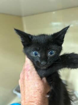 Pine -  Domestic Short Hair Cat Available for Adoption in Gautier, Mississippi - Pine | PetCurious